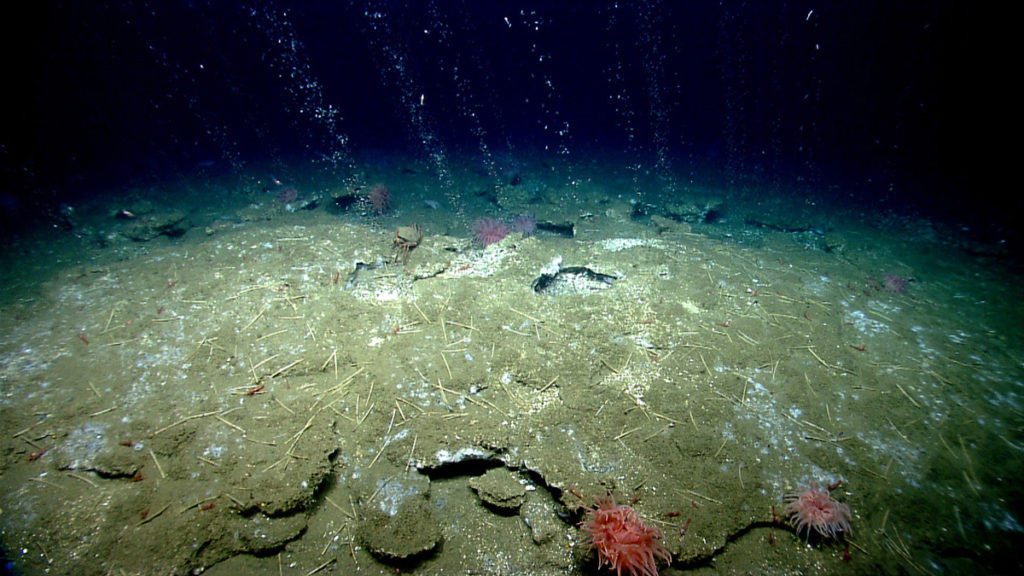 Methane bubbles rising above a cold seep site. Methane bubbles flow in a small stream out of the sediment on an area of seafloor offshore Virginia north of Washington Canyon. Quill worms, anemones, patches of bacterial mat, pandalid shrimp, and a large red crab (Chaceon quinquedens) can be seen in and along the periphery of the seepage area. Credit: NOAA OKEANOS Explorer Program , 2013 ROV Shakedown and Field Trials